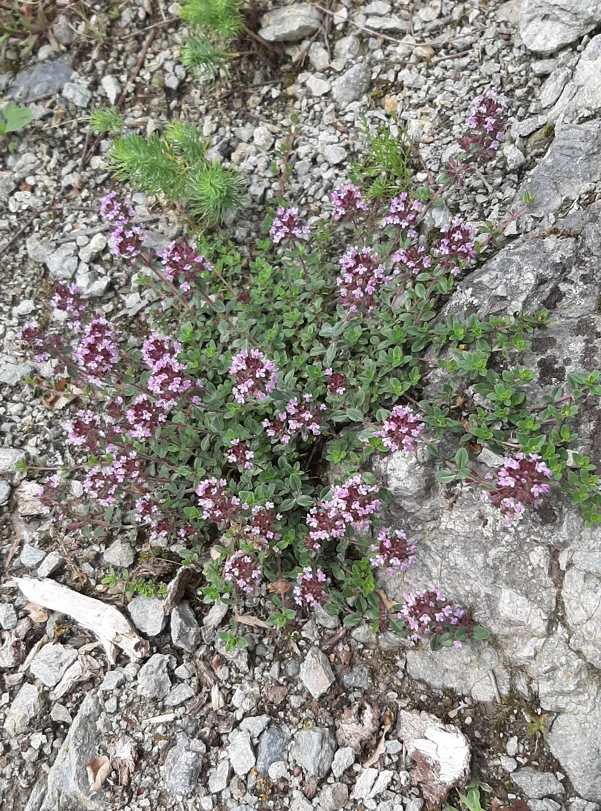Küchenkräuter, die Insekten lieben — und welche nicht